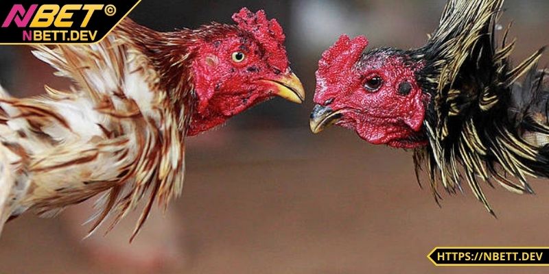 Bảo mật tuyệt đối khi anh em tham gia chơi