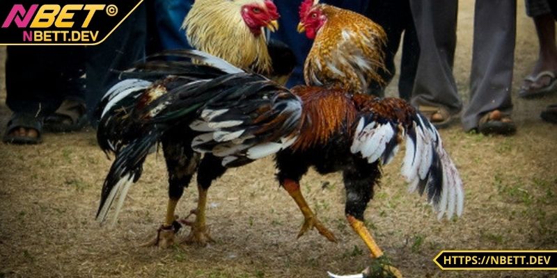 Anh em có thể xem trực tiếp với chất lượng cao 