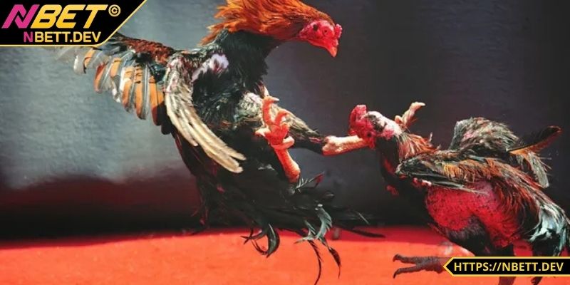 Tỷ lệ cược siêu hấp dẫn cho bet thủ 